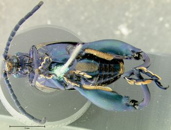 Media type: image; Entomology 18518   Aspect: habitus ventral view
